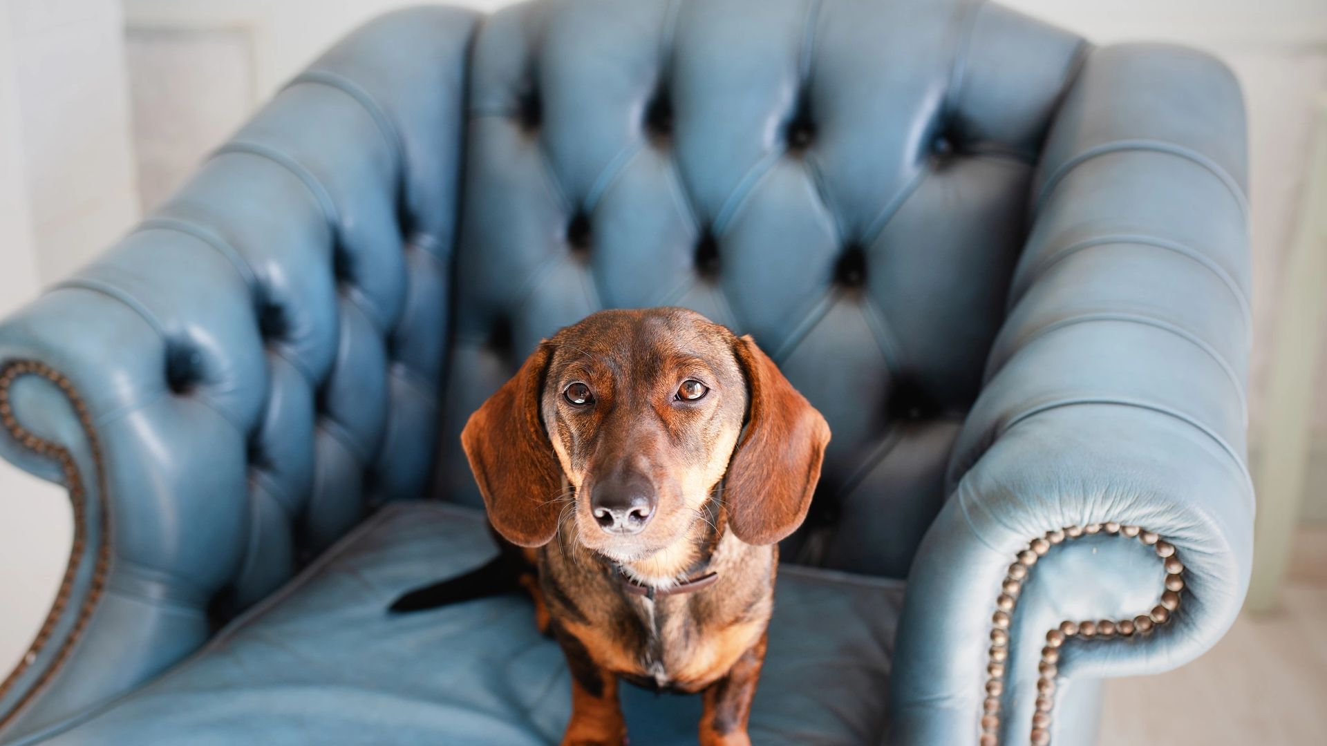 An elegant dog relaxing on a blue leather chair