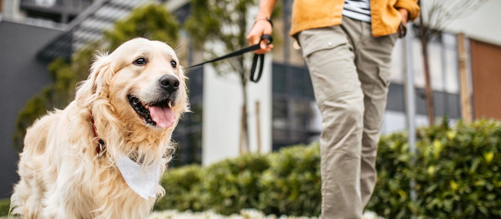 A dog and owner enjoying a beautiful walk